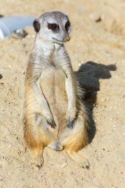 koruma ve güvenlik için kum zeminde oturan çöl faresi (Suricata suricatta)