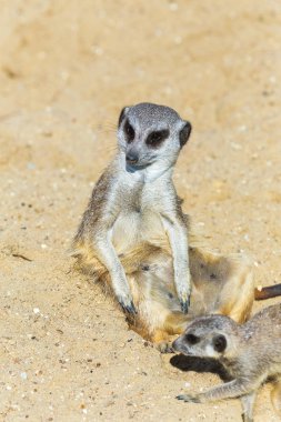 koruma ve güvenlik için kum zeminde oturan çöl faresi (Suricata suricatta)