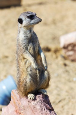 Güvenlik ve güvenlik için kayanın üzerine oturmuş çöl faresi (Suricata suricatta),