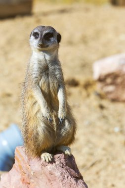 Güvenlik ve güvenlik için kayanın üzerine oturmuş çöl faresi (Suricata suricatta),
