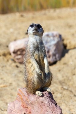 Güvenlik ve güvenlik için kayanın üzerine oturmuş çöl faresi (Suricata suricatta),
