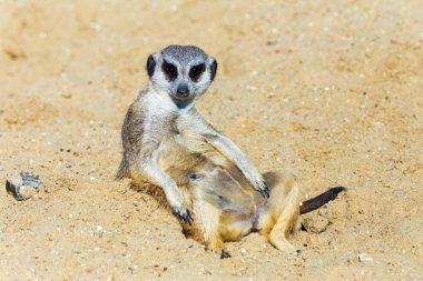 koruma ve güvenlik için kum zeminde oturan çöl faresi (Suricata suricatta)