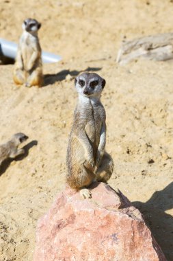 koruma ve güvenlik için kum zeminde oturan çöl faresi (Suricata suricatta)