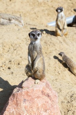 koruma ve güvenlik için kum zeminde oturan çöl faresi (Suricata suricatta)
