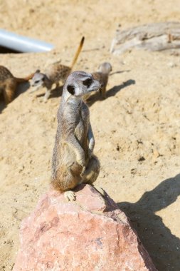 Güvenlik ve güvenlik için kayanın üzerine oturmuş çöl faresi (Suricata suricatta),