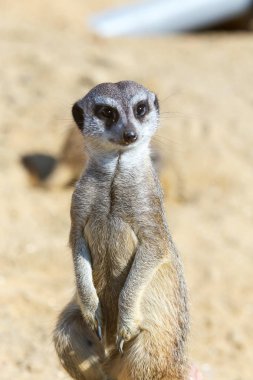 koruma ve güvenlik için kum zeminde oturan çöl faresi (Suricata suricatta)