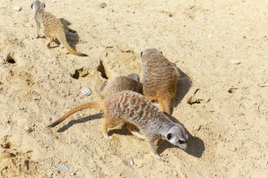kum, seçici odak grup büyüleyici fundalıklardır kazma burrows