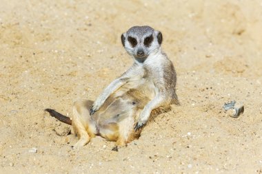 koruma ve güvenlik için kum zeminde oturan çöl faresi (Suricata suricatta)