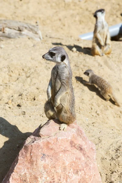 koruma ve güvenlik için kum zeminde oturan çöl faresi (Suricata suricatta)