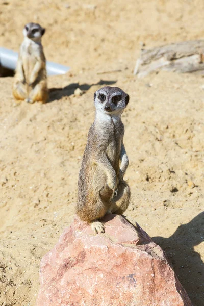 koruma ve güvenlik için kum zeminde oturan çöl faresi (Suricata suricatta)