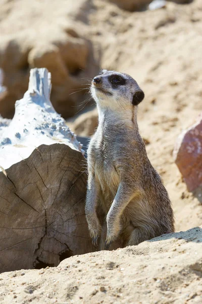 koruma ve güvenlik için kum zeminde oturan çöl faresi (Suricata suricatta)