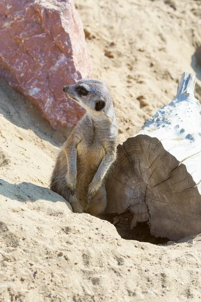 koruma ve güvenlik için kum zeminde oturan çöl faresi (Suricata suricatta)