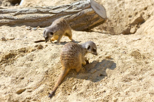 kum, seçici odak grup büyüleyici fundalıklardır kazma burrows