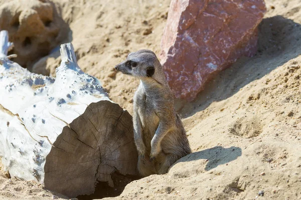 koruma ve güvenlik için kum zeminde oturan çöl faresi (Suricata suricatta)