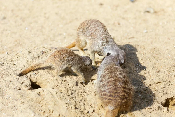 kum, seçici odak grup büyüleyici fundalıklardır kazma burrows