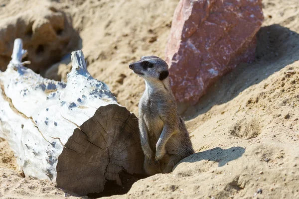 koruma ve güvenlik için kum zeminde oturan çöl faresi (Suricata suricatta)