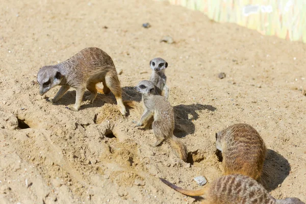 kum, seçici odak grup büyüleyici fundalıklardır kazma burrows