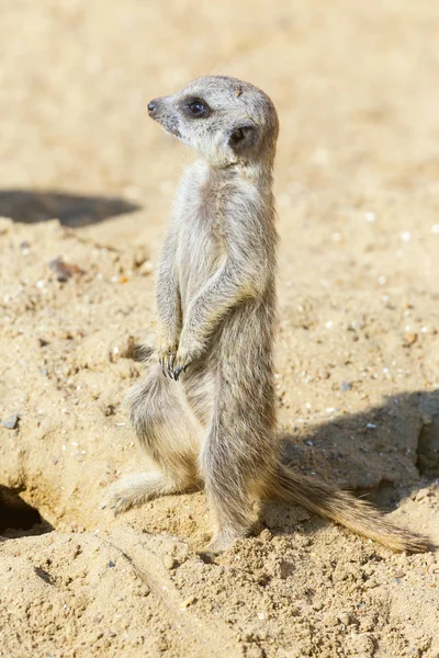 koruma ve güvenlik için kum zeminde oturan çöl faresi (Suricata suricatta)
