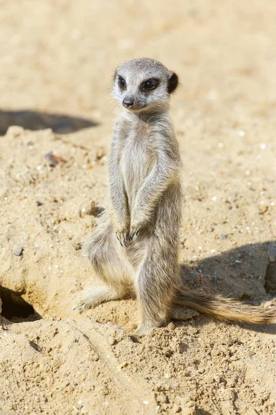 koruma ve güvenlik için kum zeminde oturan çöl faresi (Suricata suricatta)