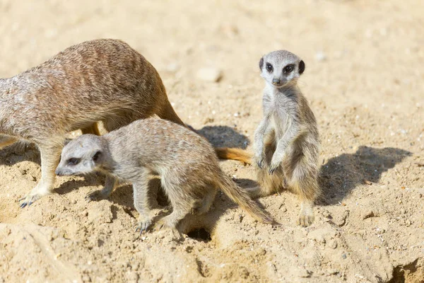 koruma ve güvenlik için kum zeminde oturan çöl faresi (Suricata suricatta)