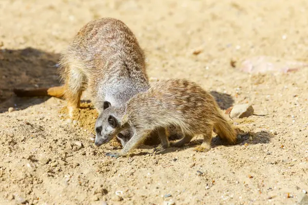 kum, seçici odak grup büyüleyici fundalıklardır kazma burrows