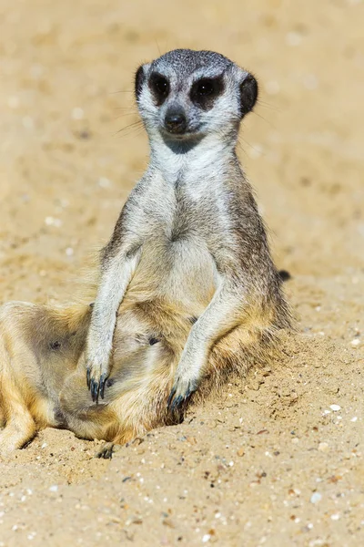 koruma ve güvenlik için kum zeminde oturan çöl faresi (Suricata suricatta)