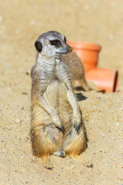 Meerkat Suricata Suricatta Κάθεται Στην Άμμο Έδαφος Για Την Φύλαξη — Φωτογραφία Αρχείου