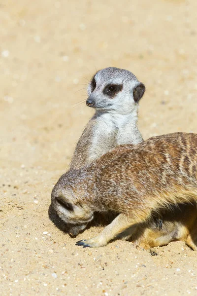 koruma ve güvenlik için kum zeminde oturan çöl faresi (Suricata suricatta)