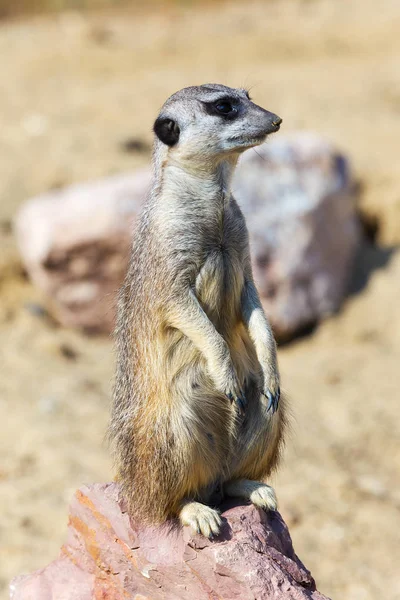 Güvenlik ve güvenlik için kayanın üzerine oturmuş çöl faresi (Suricata suricatta),