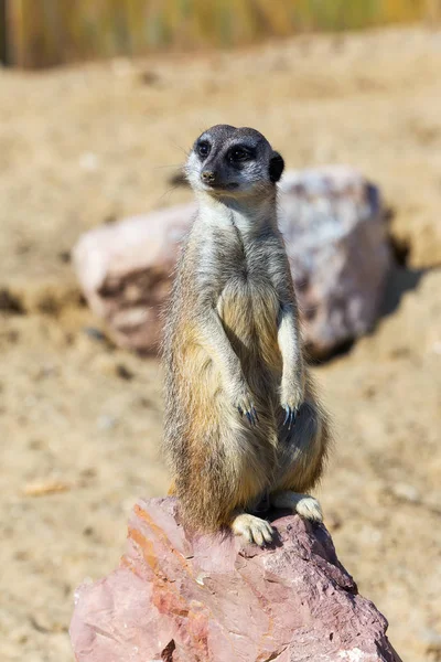 Güvenlik ve güvenlik için kayanın üzerine oturmuş çöl faresi (Suricata suricatta),