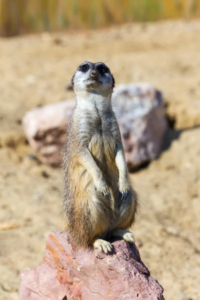 Güvenlik ve güvenlik için kayanın üzerine oturmuş çöl faresi (Suricata suricatta),