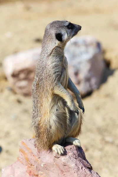 Meerkat Suricata Suricatta Sitting Rock Security Safety — Stock Photo, Image