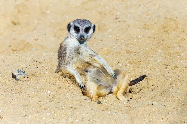 koruma ve güvenlik için kum zeminde oturan çöl faresi (Suricata suricatta)