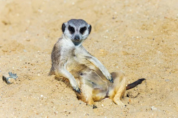 koruma ve güvenlik için kum zeminde oturan çöl faresi (Suricata suricatta)