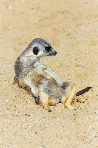 koruma ve güvenlik için kum zeminde oturan çöl faresi (Suricata suricatta)