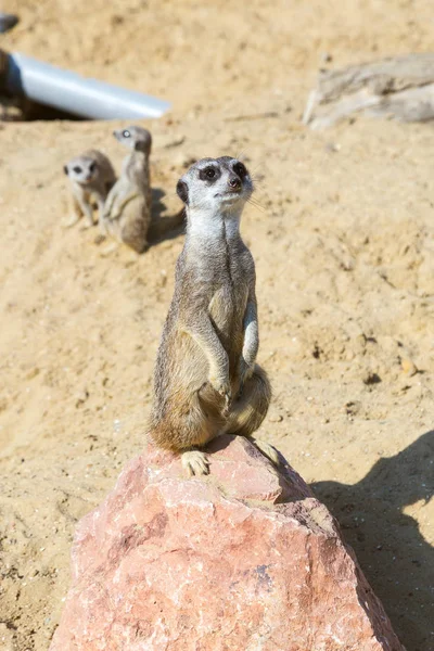 Güvenlik ve güvenlik için kayanın üzerine oturmuş çöl faresi (Suricata suricatta),