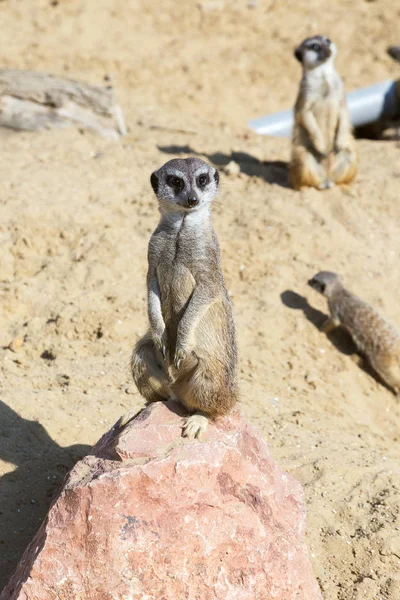 koruma ve güvenlik için kum zeminde oturan çöl faresi (Suricata suricatta)