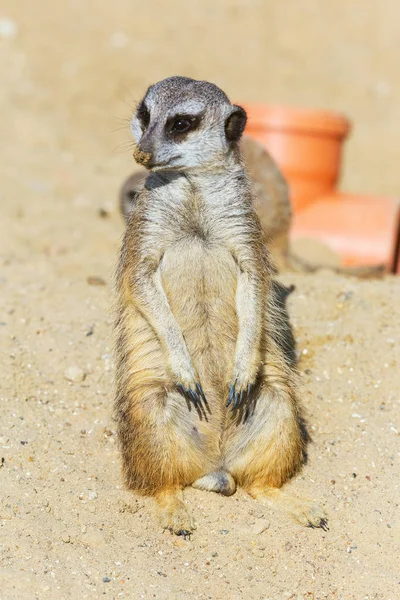 koruma ve güvenlik için kum zeminde oturan çöl faresi (Suricata suricatta)