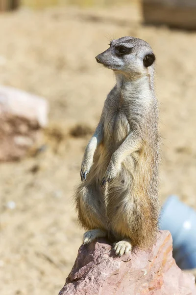 Güvenlik ve güvenlik için kayanın üzerine oturmuş çöl faresi (Suricata suricatta),