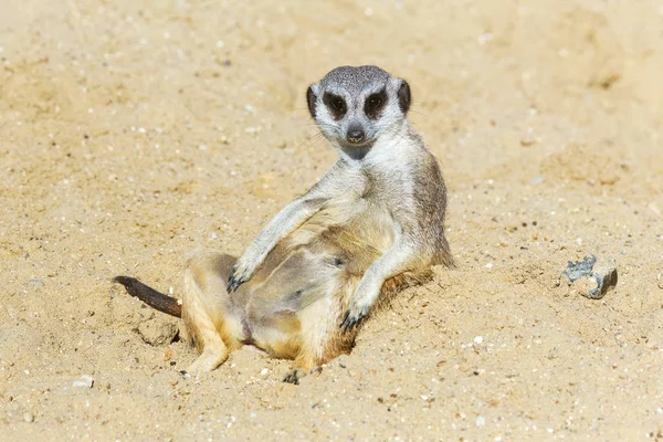 koruma ve güvenlik için kum zeminde oturan çöl faresi (Suricata suricatta)