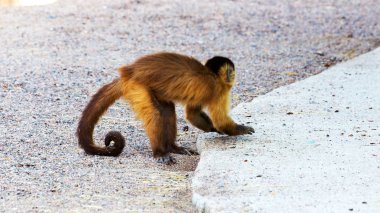 Genç Kızıl saçlı maymun. Komik maymunlar dinlenme, oyun, ea