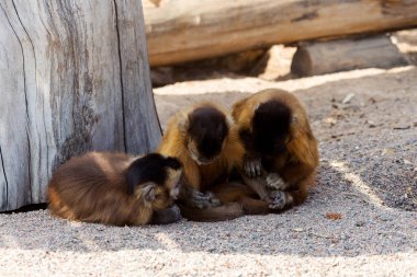 Grup Genç Sevimli maymun oturacak