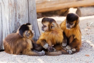 Grup Genç Sevimli maymun oturup üzerinde groun