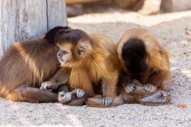 Grup Genç Sevimli maymun oturup üzerinde groun