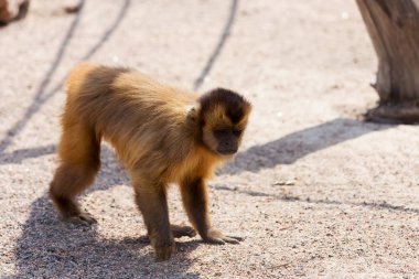 Genç Kızıl saçlı maymun. Komik maymunlar dinlenme, oyun, ea
