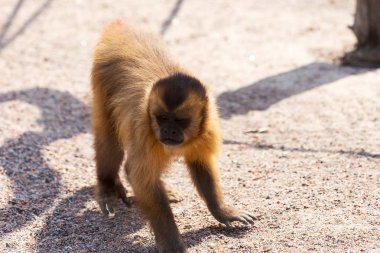 Genç Kızıl saçlı maymun. Komik maymunlar dinlenme, oyun, ea