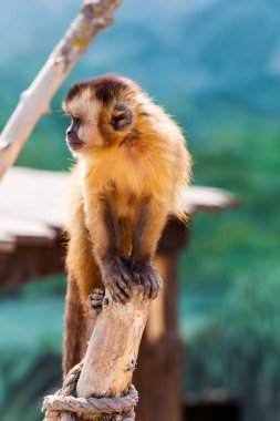 Genç Kızıl saçlı maymun. Komik maymunlar dinlenme, oyun, ea