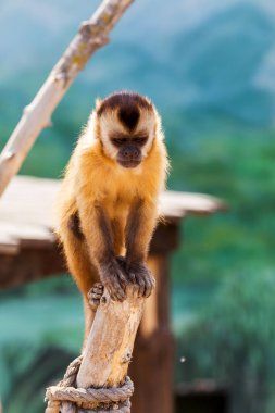 Grup Genç Sevimli maymun yere, dalgın oturup yemek