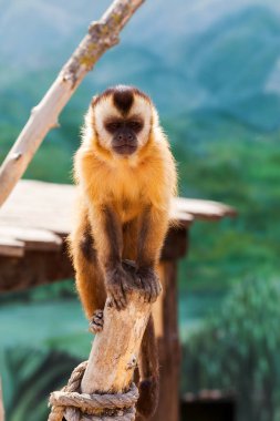 Genç Kızıl saçlı maymun. Komik maymunlar dinlenme, oyun, yemek