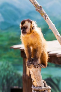 Genç Kızıl saçlı maymun. Komik maymunlar dinlenme, oyun, ea